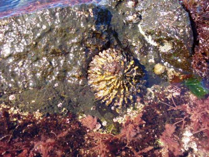 Celebramos el año de la lapa ferrugínea, una especie en peligro