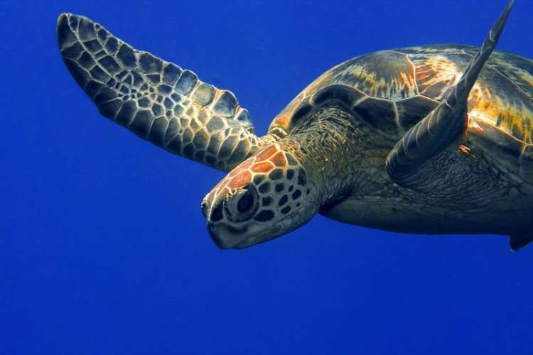 Abierto el proceso participativo para la gestión de 24 ZEC marinas de Canarias
