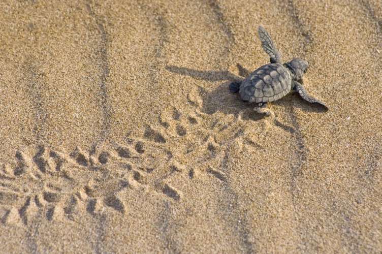Nuevas medidas para proteger la anidación de tortugas marinas en el litoral español