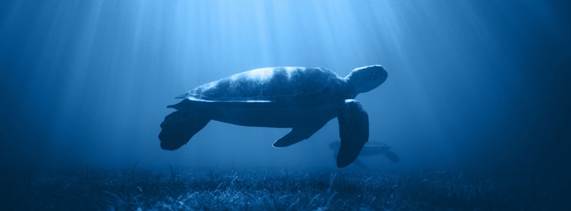 Preparados para el inicio del periodo de anidación de tortugas marinas