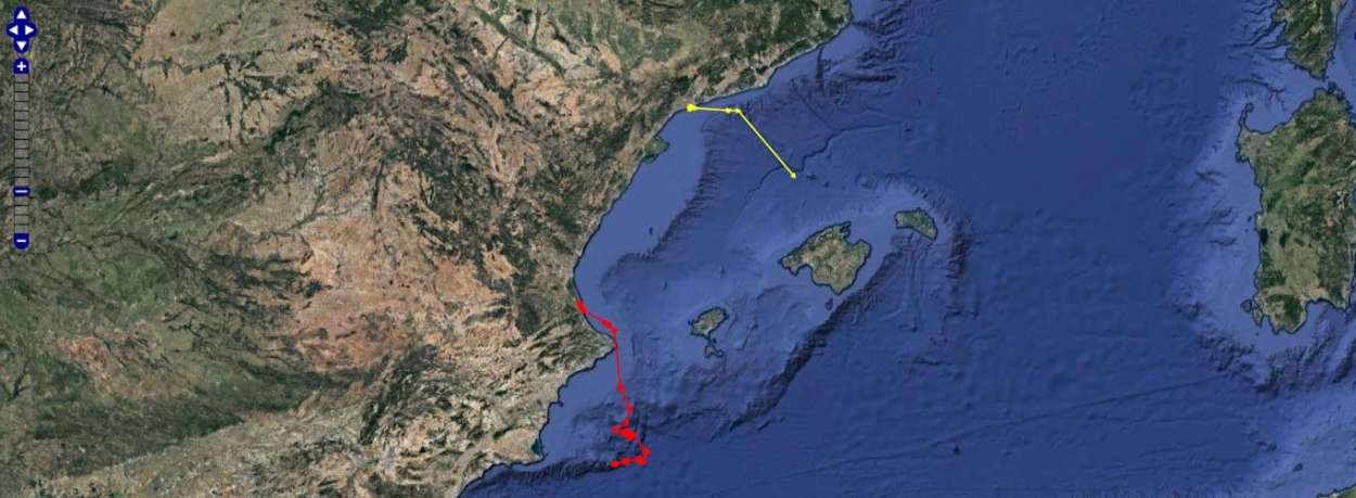 Estudiamos vía satélite dos tortugas marinas que anidaron en playas de Cataluña y Valencia