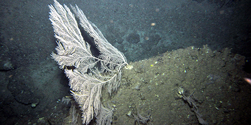 callogorgia_golfo_cadiz