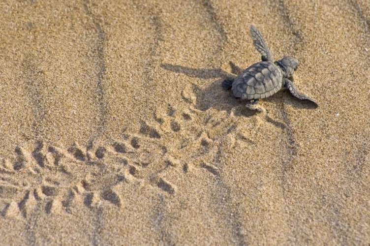 tortuga-boba
