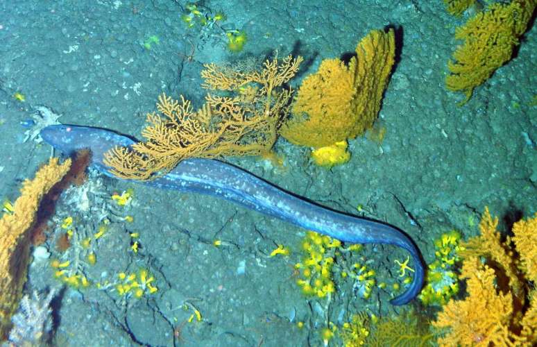 Presentamos el segundo plan de gestión de “El Cachucho”, uno de los espacios marinos protegidos con mayor riqueza natural