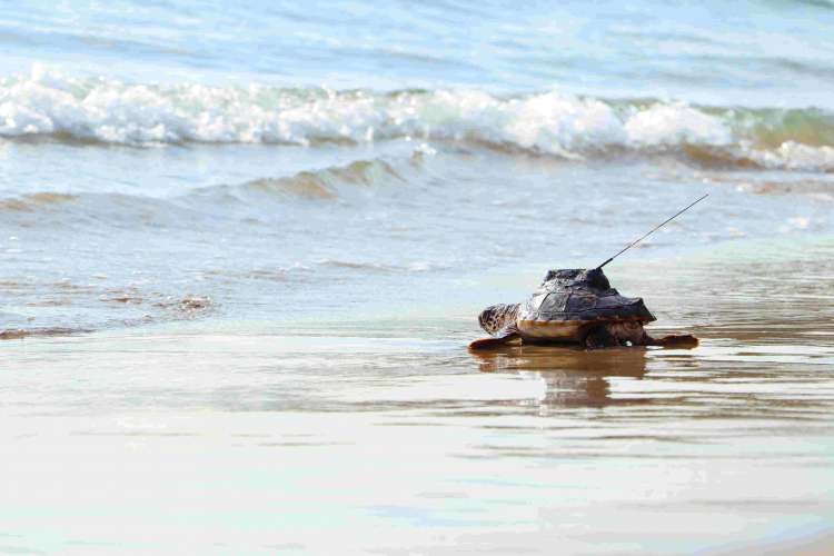 Dos ejemplares de tortuga boba liberados en la costa andaluza atraviesan el Estrecho de Sicilia y llegan al Mediterráneo central