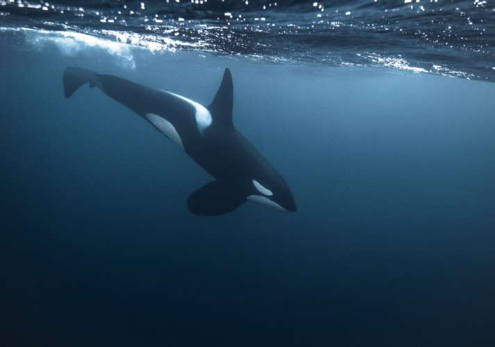 orca