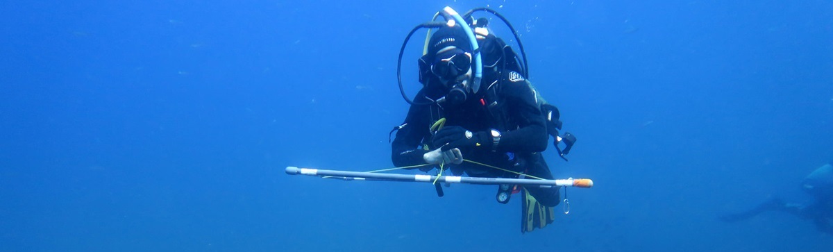 Impulsamos actuaciones de voluntariado para el seguimiento de la biodiversidad marina en el litoral andaluz