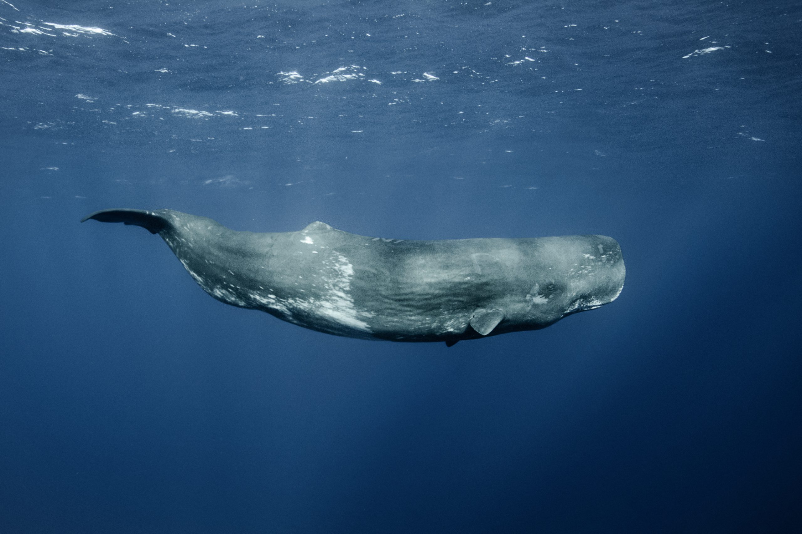 Mejora del conocimiento de especies marinas para su conservación y mitigación de impactos