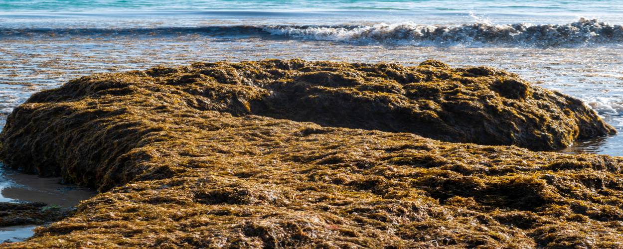 Publicaciones sobre especies alóctonas marinas